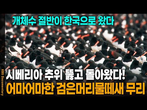 A large flock of black-headed gulls has arrived, with so many rare species. | KBS 20221217 Broadcast