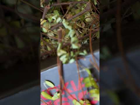 World's First 1 Mega Pixel Camera Phone | Retro Tech - Nokia 7610 #shorts