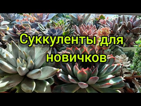 Суккуленты для новичков.