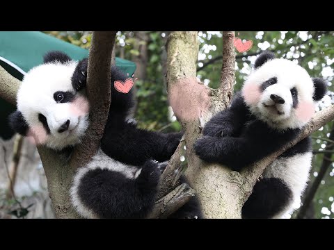 Immersive Interaction With Twin Panda Babies Meng Bao & Meng Yu (2018.11.25 Live Replay) | iPanda