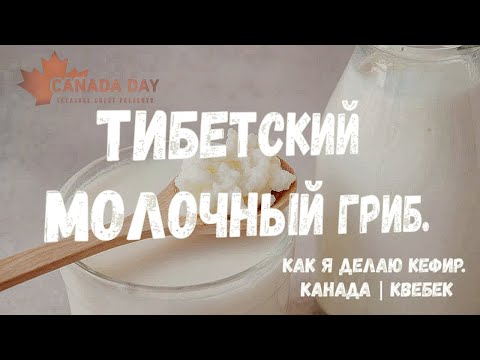 Тибетский молочный гриб. Как я делаю кефир. Канада | Квебек