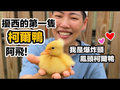帶一隻柯爾鴨baby回家！超萌超黏人黃色小鴨鴨成長歷程～整集都融化!