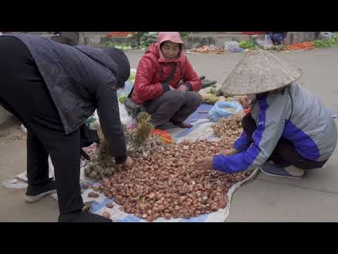 How Harvest Hybrid Apples go to sell, Delicious cooking at home - Farm Life | Hong Ca Harvesting
