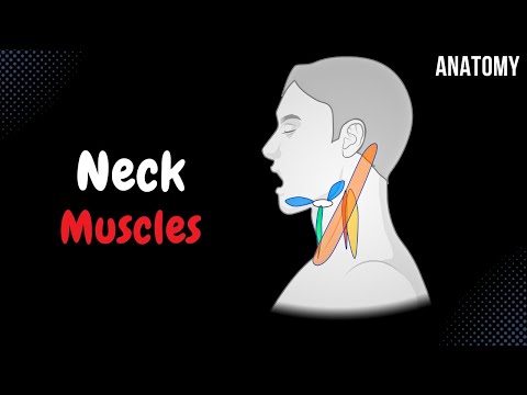 Muscles of the Neck (Groups, Origin, Insertion, Function)