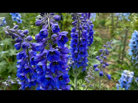 Трояндова прогулянка- цвітіння троянд та дельфініуму