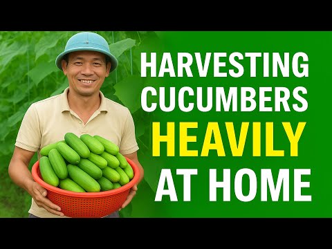 Grow Cucumbers on Old Walls Without a Garden | 5x More Productive Urban Gardening Hack