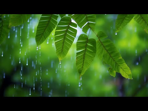 불안한 마음을 녹이는 힐링 피아노 🎼 고요한 기타와 함께하는 치유 명상