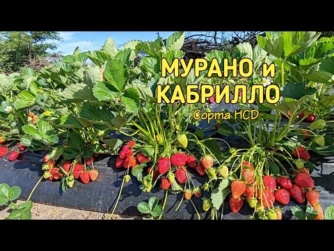🍓Мурано и Кабрилло🍓 ОТЛИЧНИКИ👍 11.05.24. Ставрополь.