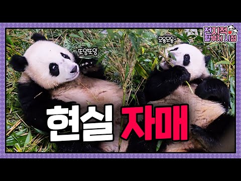 (SUB) [전지적 할부지 시점] ep.202 ★경축! 방 확장★ 오랜만에 아기 때 지냈던 곳에 가본 루이후이의 반응은?!✨ │ Panda World
