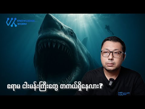 Megalodon လို့ခေါ်တဲ့ ဧရာမငါးမန်းကြီးတွေ အကြောင်း