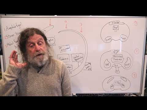 12-Limbic System II - Robert Sapolsky's Human Behavioral Biology