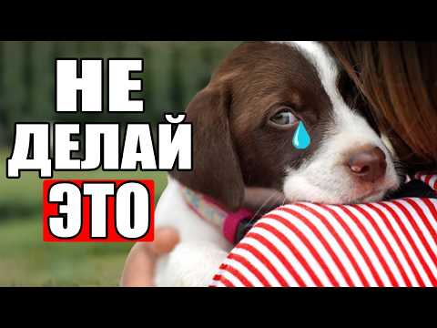 22 Вещи, Которые Собаки НЕНАВИДЯТ В Людях (шокирует)