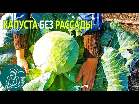 🌿 Growing Cabbage without Seedlings in the Open Field According to Gordeev’s Technology