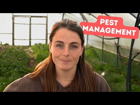 How I Manage Pests (Naturally) On My Flower Farm - Your Questions Answered