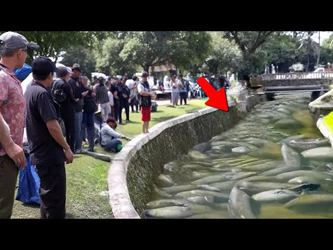 Невероятные Моменты, Снятые на Камеру