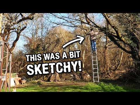 Dangerous trees and February planting!