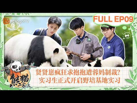 MULTI SUB｜贤贤崽疯狂求抱抱遭蓉妈制裁？实习生正式开启野培基地实习｜《熊猫一家人Panda‘s Family》｜EP09｜MangoTV