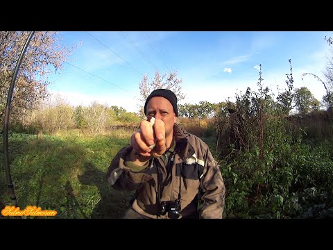 Hunted siskins and goldfinches part 2