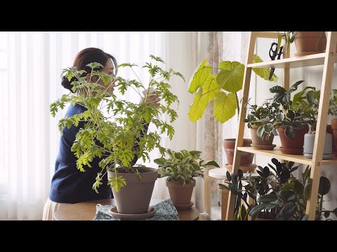[SUB] 내가 키우는 실내 식물 소개 🌿 I  부지런히 생산적으로 보내는 주부의 심플 라이프 I 슬기로운 일상 루틴