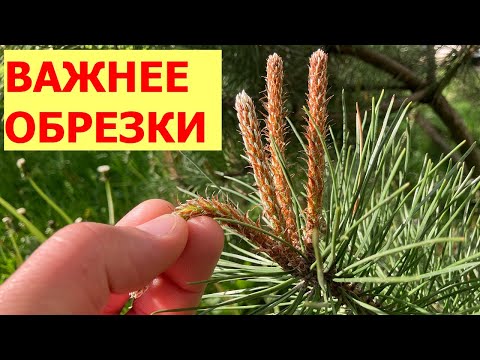 Прищипка сосен с разным типом кроны - зачем, когда, как