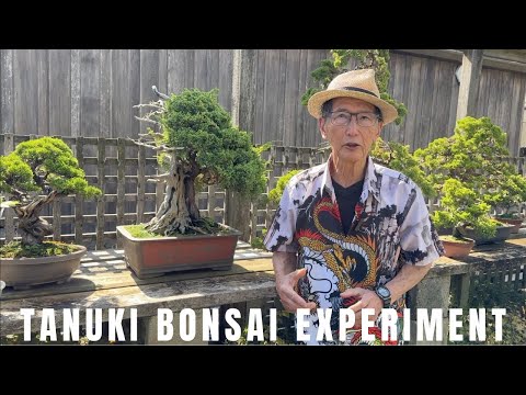 Tanuki Bonsai Experiment