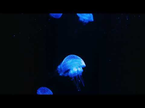 Playlist l 해파리가 헤엄치는 모습은 사람의 심장박동과 비슷하다