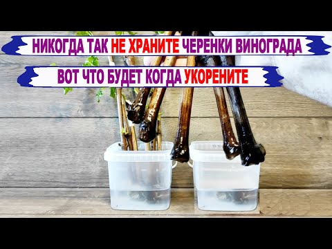 🍇 Никогда ТАК НЕ ХРАНИТЕ черенки винограда. Вот ЧТО будет, когда НАЧНЕТЕ УКОРЕНЯТЬ. Сухие черенки.