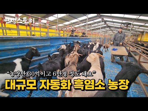 '돈 있어도 못해요' 시골 6만평 규모 흑염소 스마트팜 자동화 농장으로 매달 8천만원씩 벌어 대박난 40대 | 휴먼스토리 | 직업의모든것 | 극한직업 | 골라듄다큐 | 스마트팜