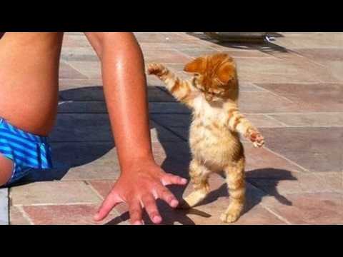 Kittens Are The CUTEST in the World ๐คฃ