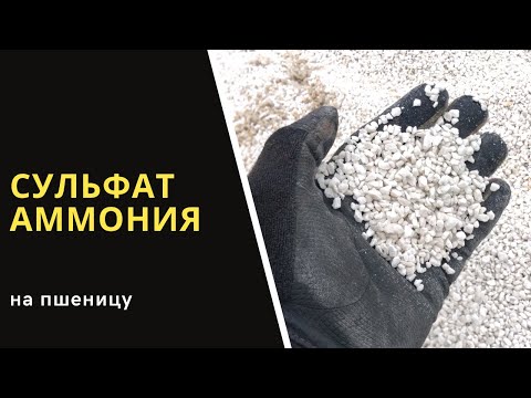 Сульфат аммония на пшенице. Вторая подкормка