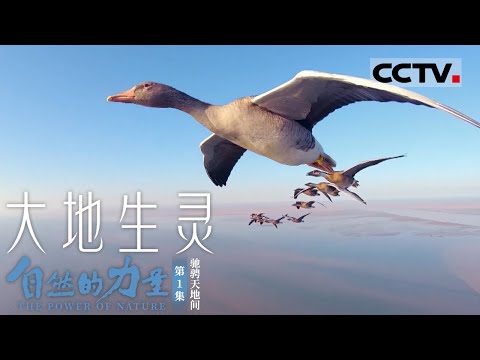 《自然的力量·大地生灵》第1集 大雁视角下的动物们长啥样？一起跟随大雁俯瞰“大地生灵”！The Power of Nature EP1【CCTV纪录】