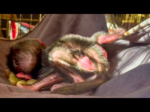 THIS IS UNBEARABLE, we thought the mother was feeding the child, but she DOESN'T EVEN APPROACH HI...