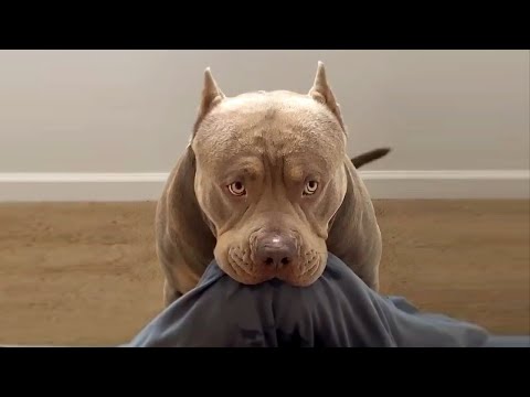 Питбуль - Смешные Питбули Видео - Приколы с Питбулями/Awesome Funny Pitbull Video