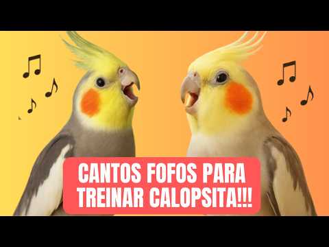 Canto de Calopsita | Treine Sua Calopsita com Sons Reais 🐦 Calopsitas Felizes Cantando por Horas!