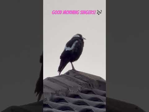 Good morning singers