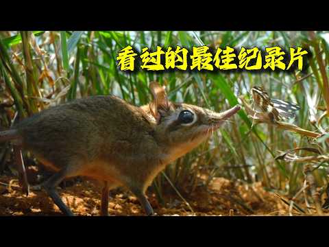 目前看过的最佳纪录片，给跪了！如此史诗级别的故事，看完都不知道是怎么拍的！