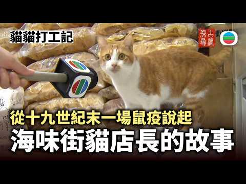 Exploring the Past | A Cat's Working Life: Starting with a Plague in the Late 19th Century - The ...