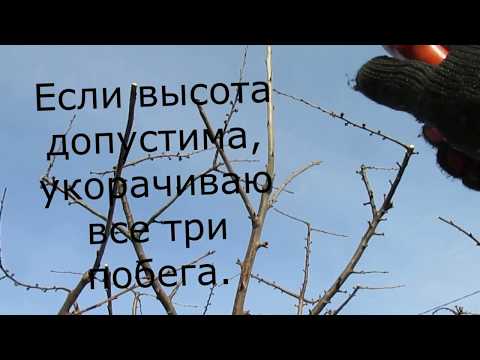 Обрезка черешни, абрикоса и груши. Основные моменты сдерживающей обрезки.