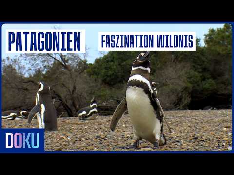 Die majestätische Tierwelt Patagoniens: Ein Überlebenskampf in der Wildnis | Doku