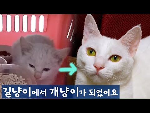 길냥이에서 개냥이가 됐어요 [몰아보기]