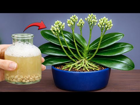 Roasted Soybean for Orchids: A Gentle Natural Method to Support Blooming