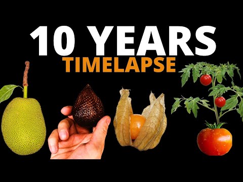 10 YEARS of Growing Plants in TIMELAPSE (Compilation)