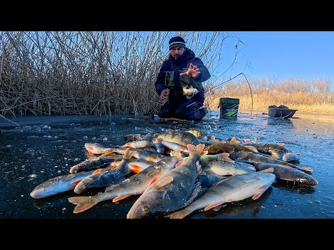 FIRST ICE! PERCH HUGE! Crazy bite on jigs and baits. Astrakhan.