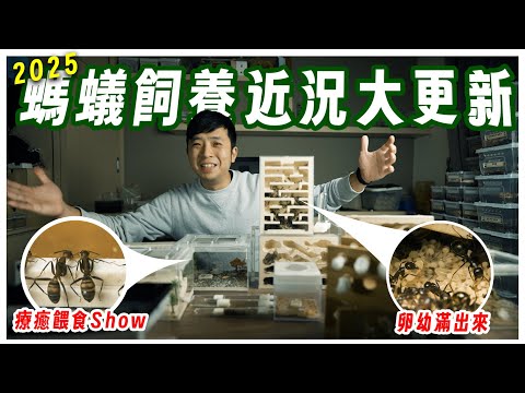 【2025螞蟻近況大更新】卵、幼蟲滿出來啦｜各種螞蟻餵食Show【臺灣蟻窟】