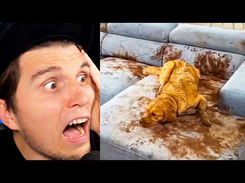 Paluten REAGIERT auf Das geheime Leben von Haustieren auf Kamera festgehalten