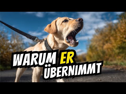 Why Dogs Take Control – and What Humans Miss