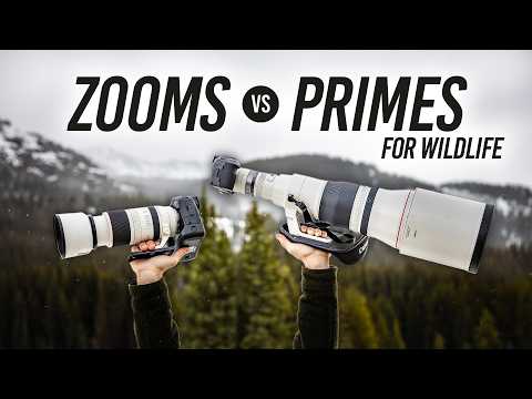 Zooms vs Primes for Wildlife Photography: Which Should You Choose?