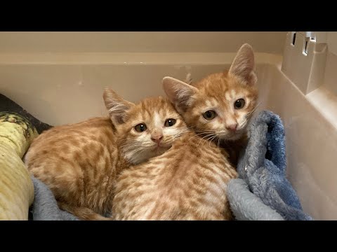 Crying kitties in the freezing weather… and a year after the rescue