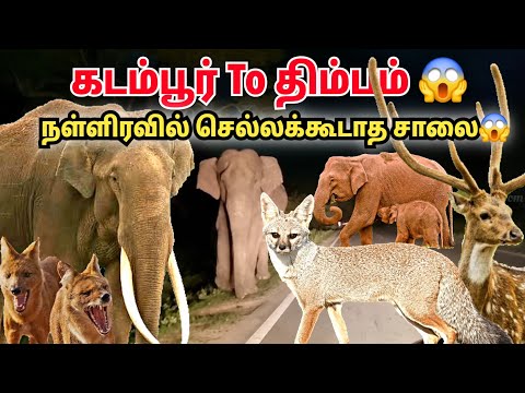 வனவிலங்குகள் கூட்டம் கூட்டமாக வாழும் அடர்ந்த வனப்பகுதி | Herd of wildanimals😱