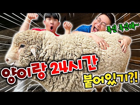 24시간동안 양이랑 살아보기!? 양은 순해서 괜찮아?! [충격 반전]